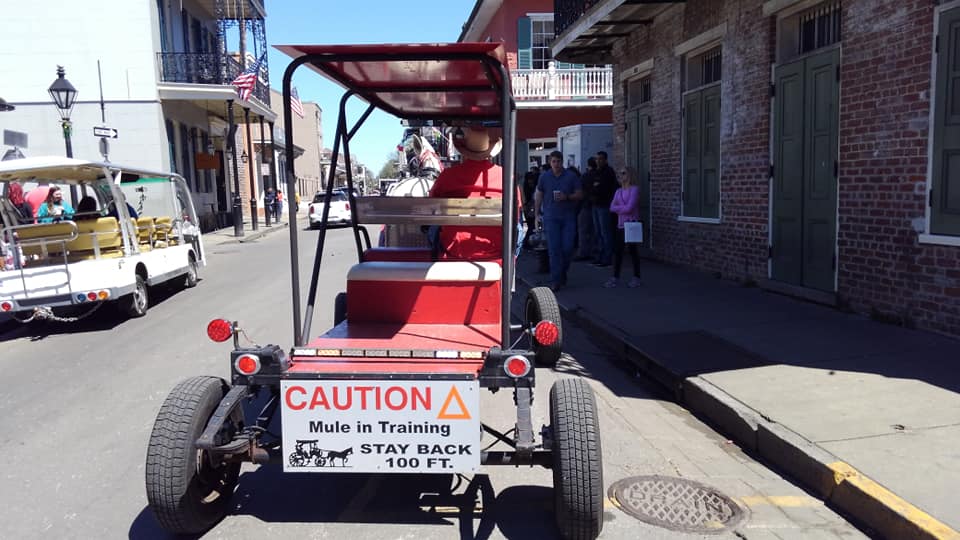 New Orleans Carriages Mules In Training