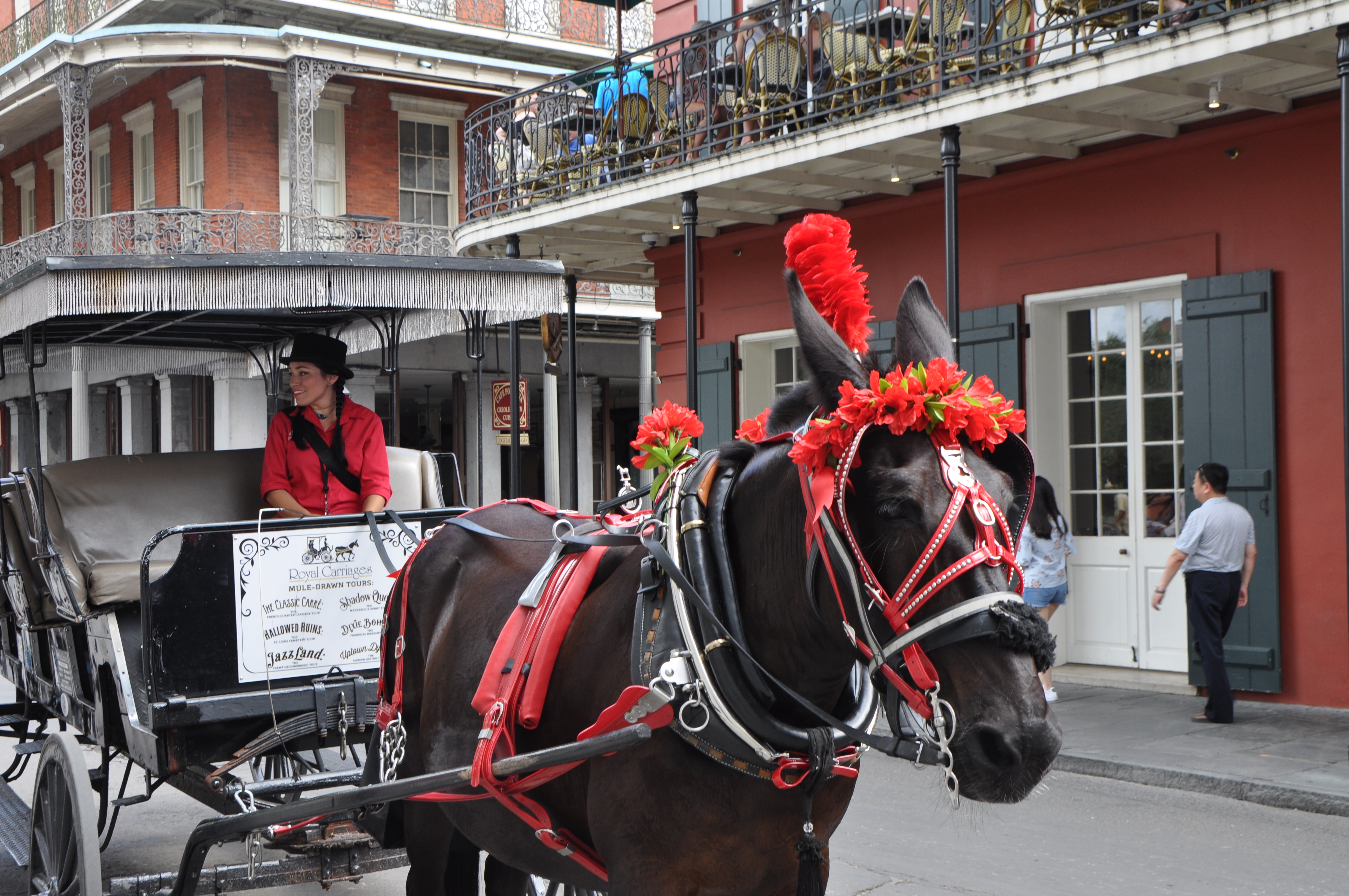 carriage ride french quarter